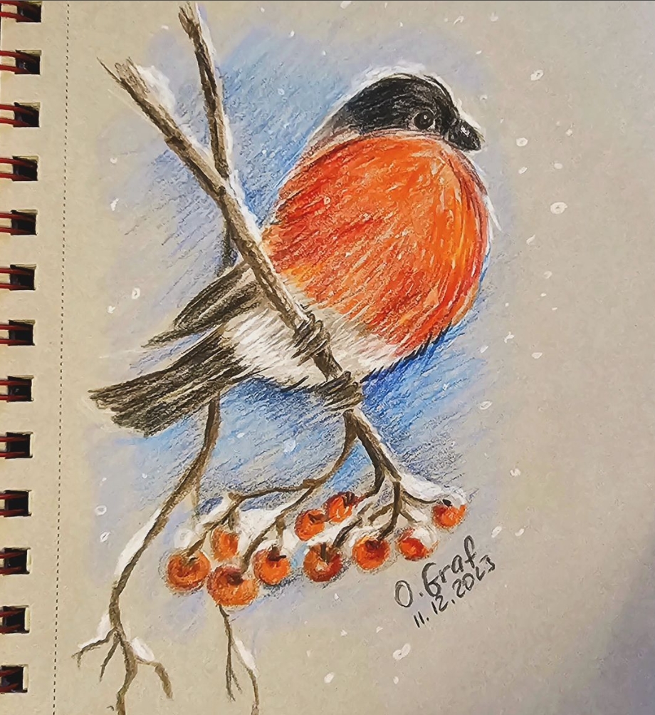 Buntstifteichnung von Gimpel auch Dompfaff, der auf einem Ebereschenzweig mit roten Beeren im Schnee sitzt